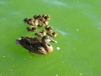 Mom and baby ducks Clear Lake: 1024x768